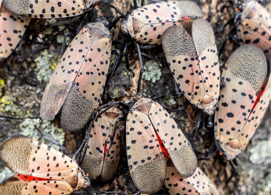 Spotted Lanternfly Cluster